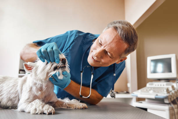 Best Pediatric Emergency Dentist in Farmersburg, IN